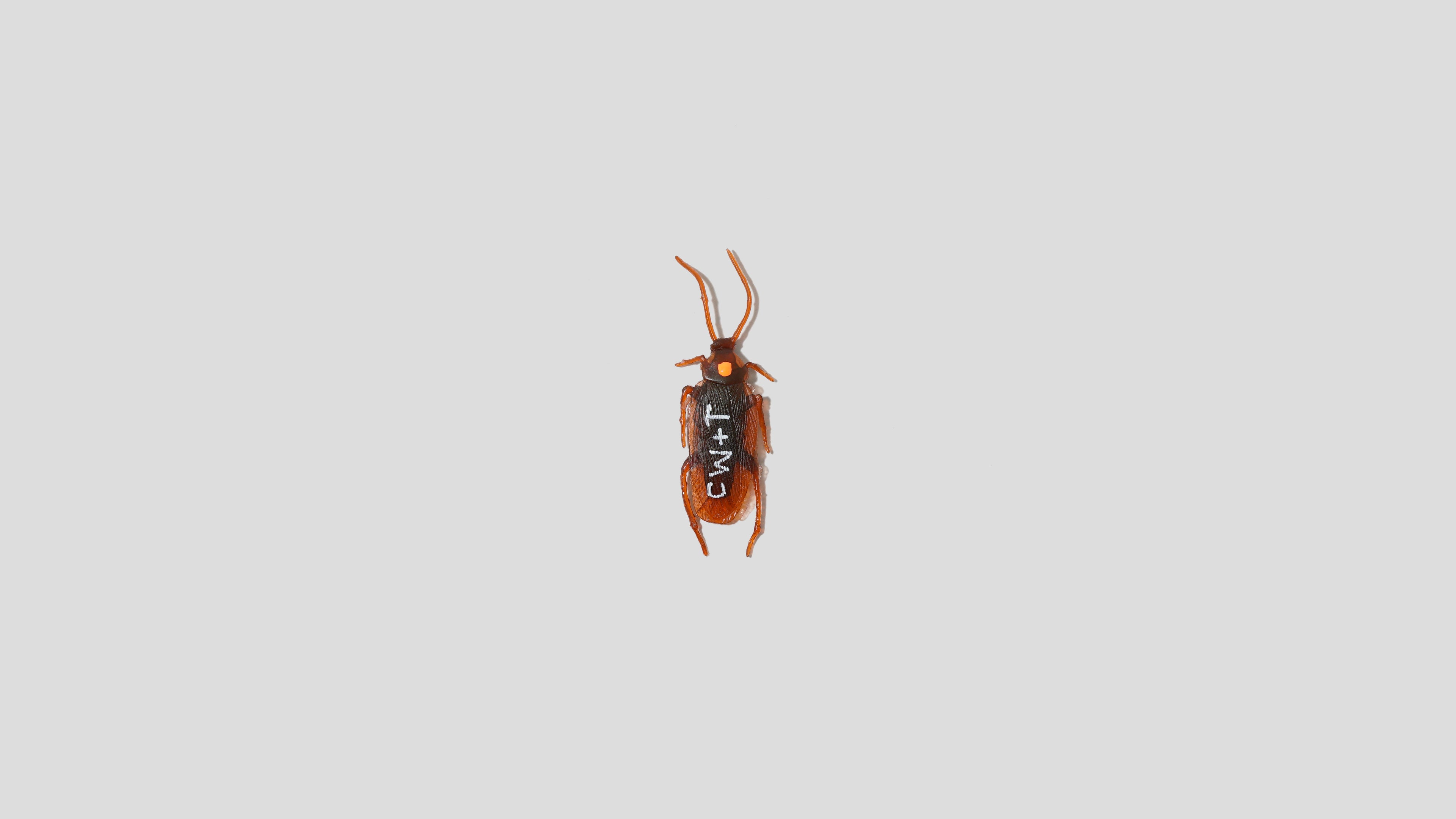 Roach
