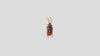 Roach