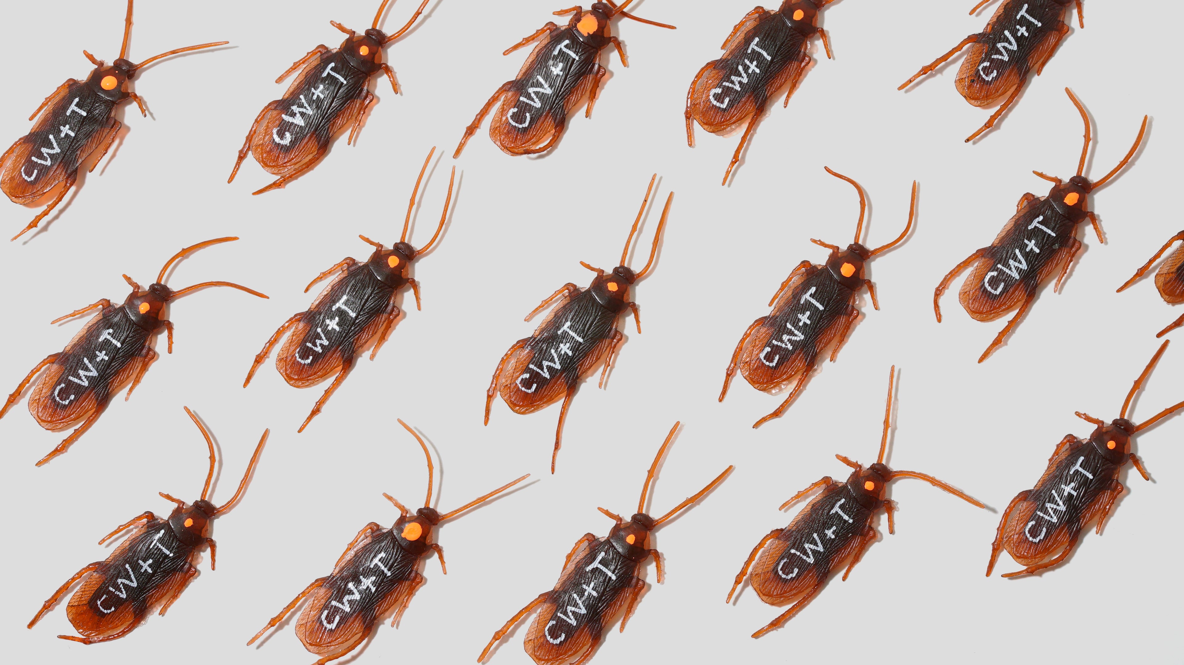 Roach