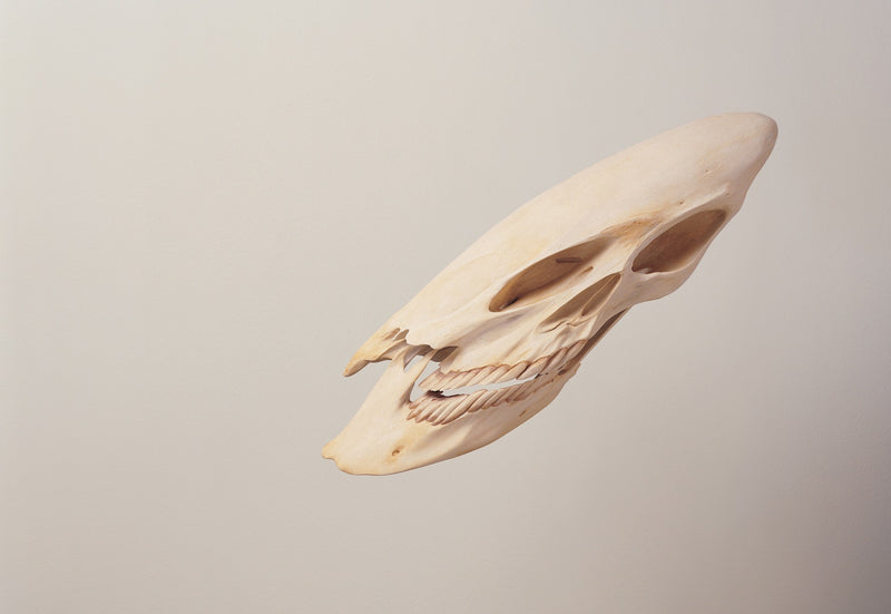 skull (i)